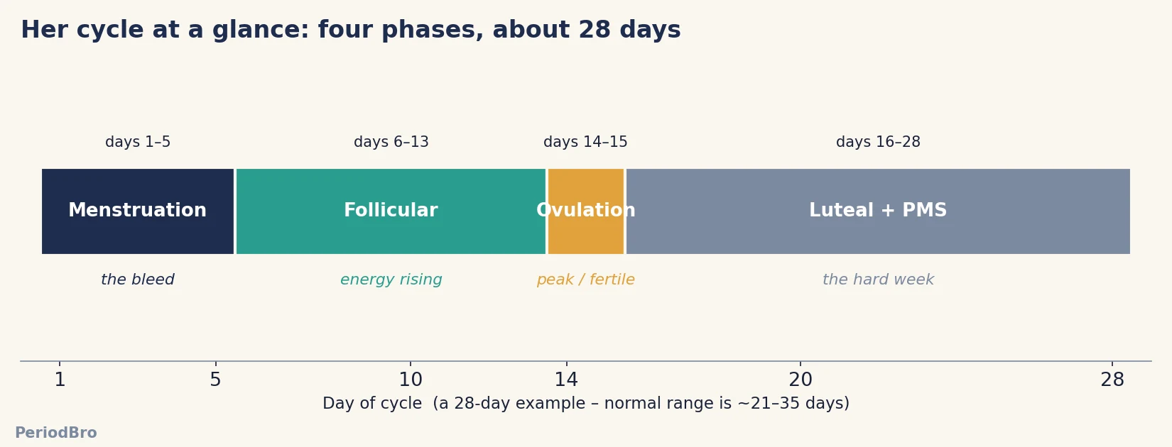menstrual cycle guide for men - the four phases on a 28-day timeline