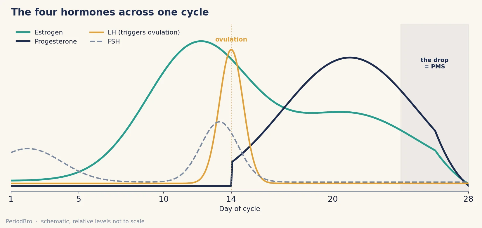 menstrual cycle guide for men - the four hormones across one cycle