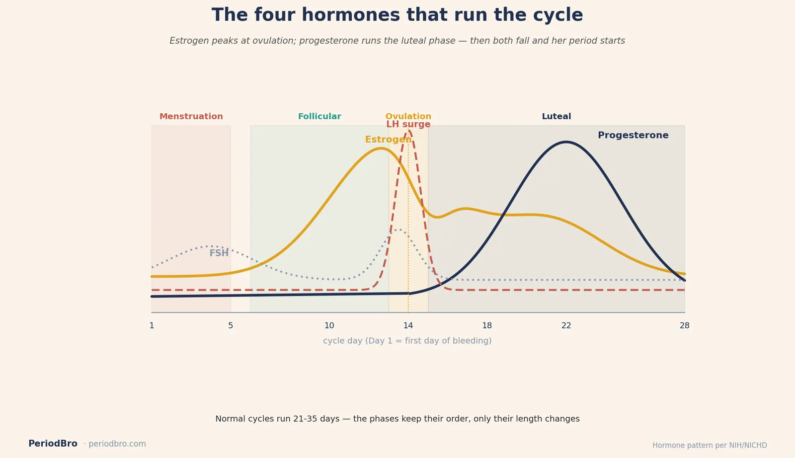 Estrogen, progesterone, FSH and LH rising and falling across a 28-day menstrual cycle