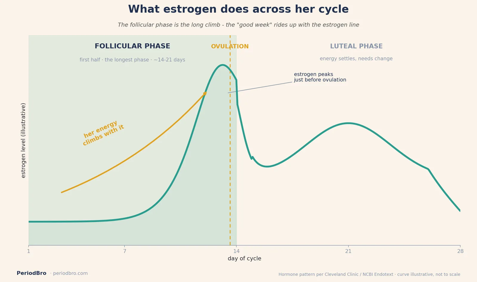 Estrogen rising across the follicular phase, climbing through the first half of the cycle and peaking just before ovulation