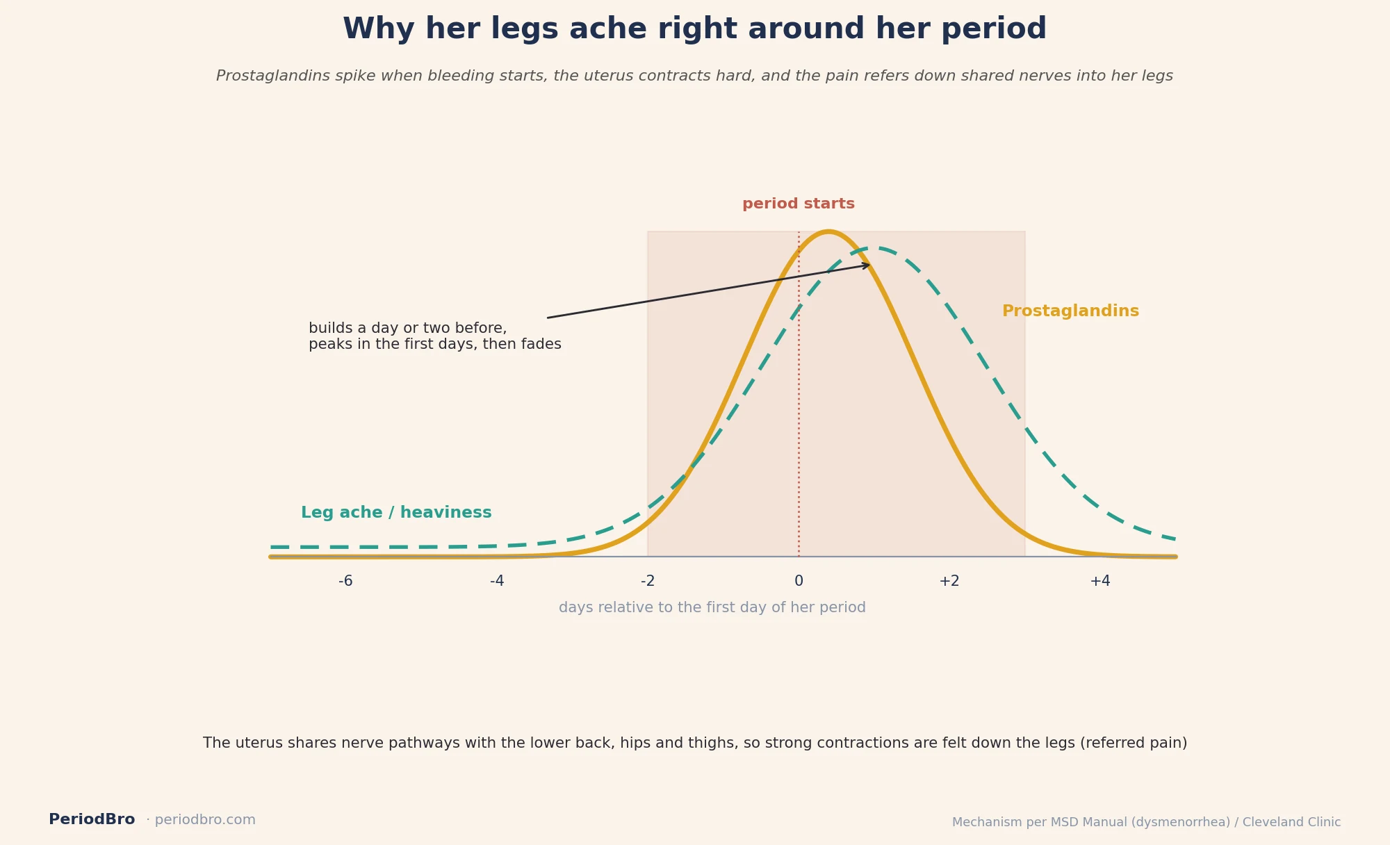 Period leg cramps timeline showing prostaglandins spiking at menstruation and pain referring into the legs