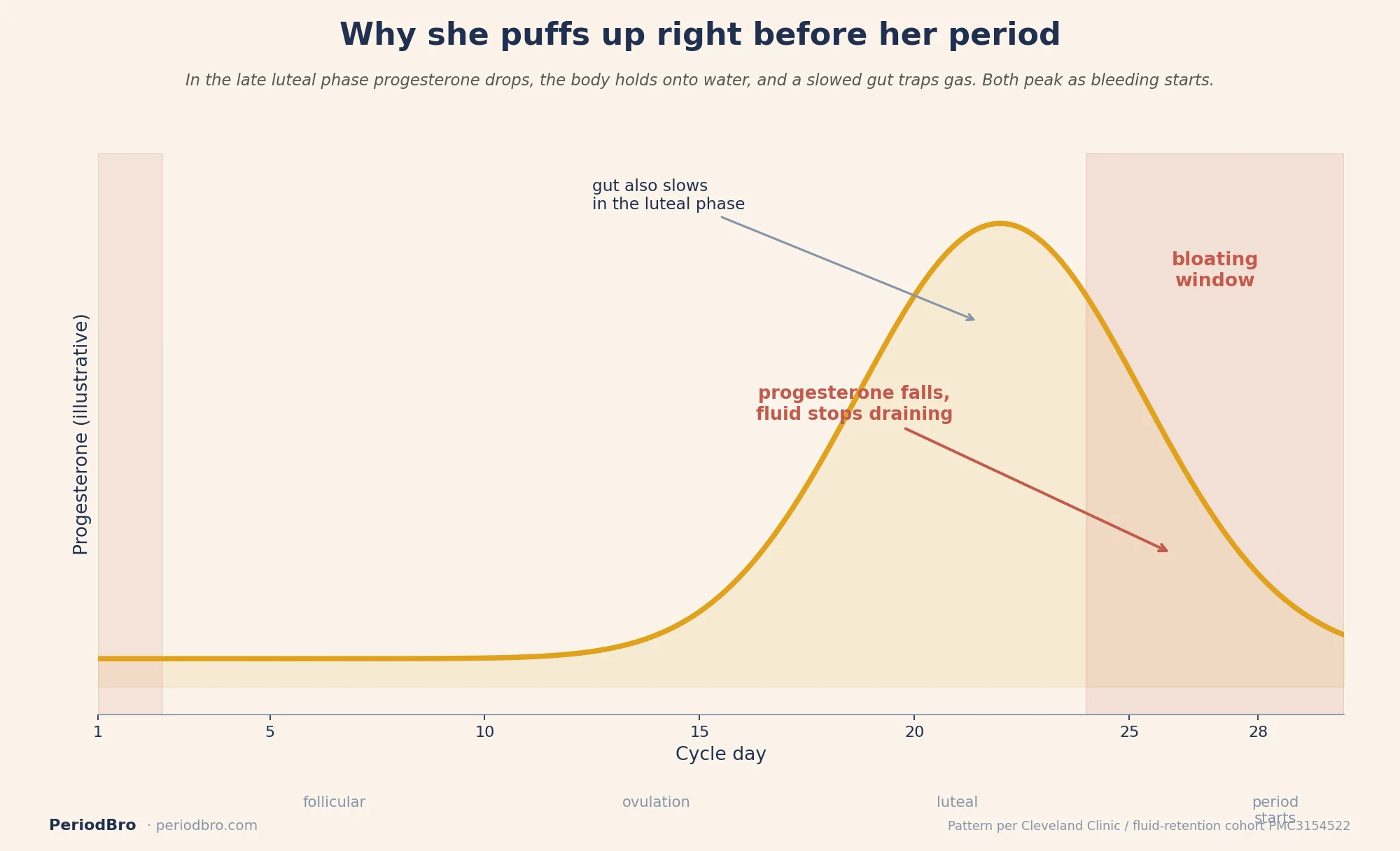 Period bloating timeline showing the late-luteal progesterone drop and the bloating window as her period starts