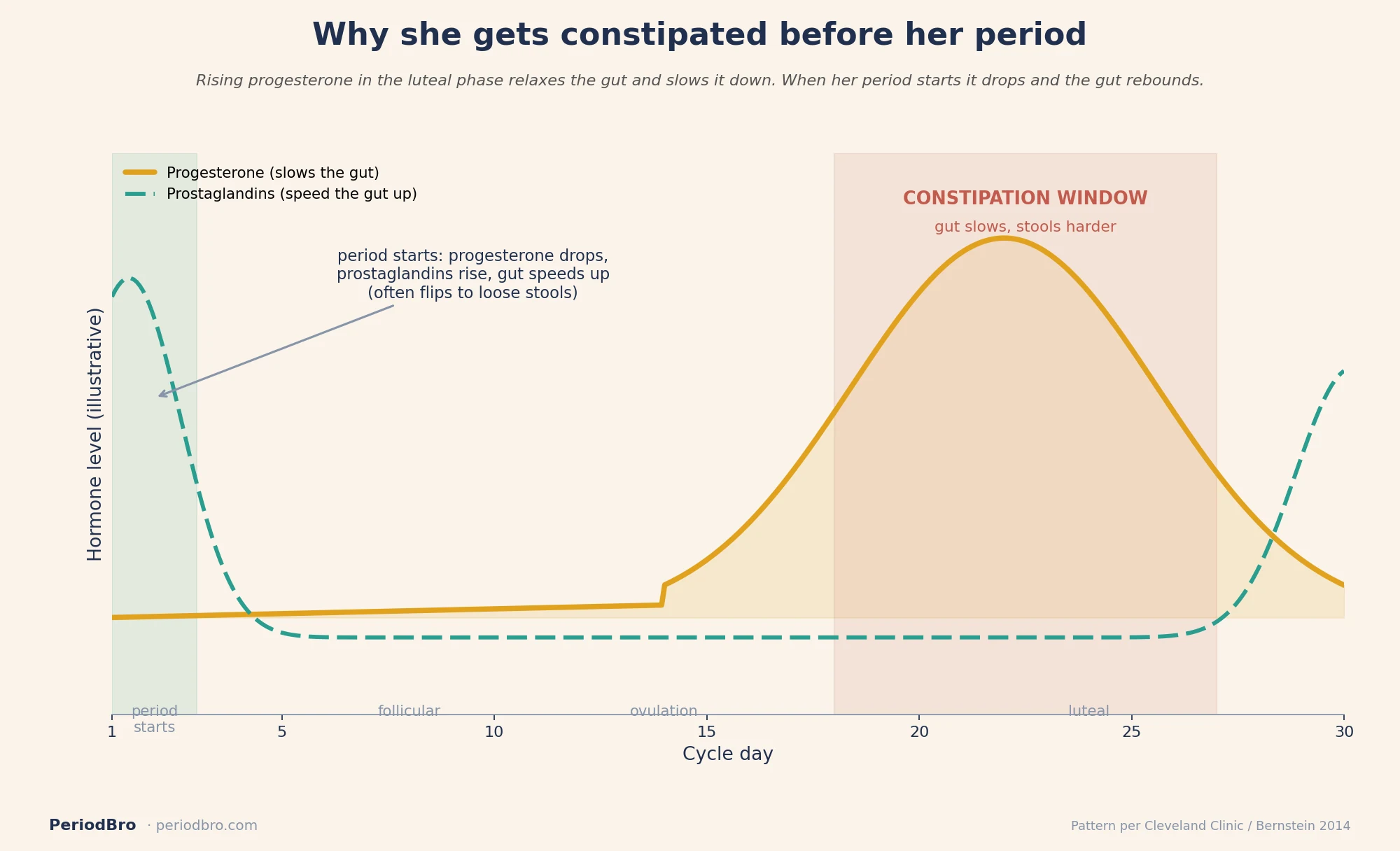 Period constipation timeline showing progesterone slowing the gut in the luteal phase