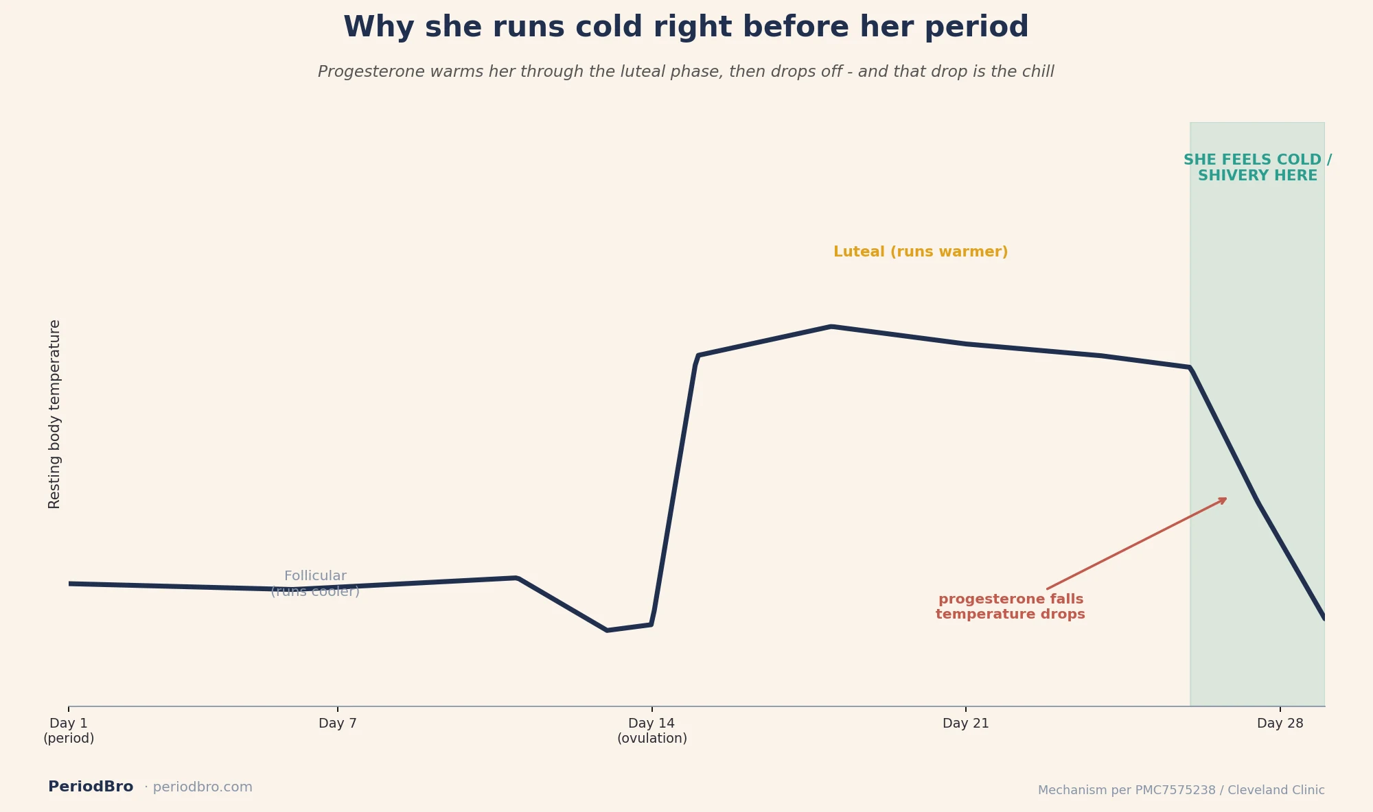 Body temperature across the cycle showing why period chills hit when progesterone drops
